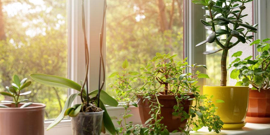 Indoor plants on sunny home windowsill