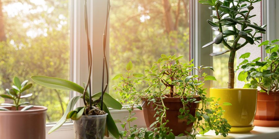 Indoor plants on sunny home windowsill Indoor plants on sunny home windowsill