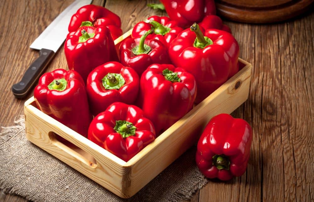 Capsicum