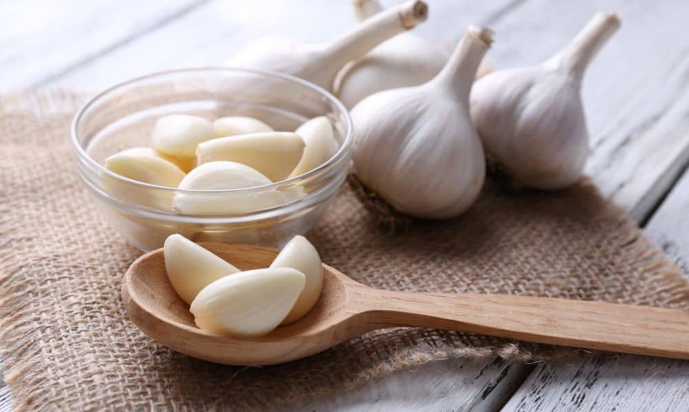 Garlic
